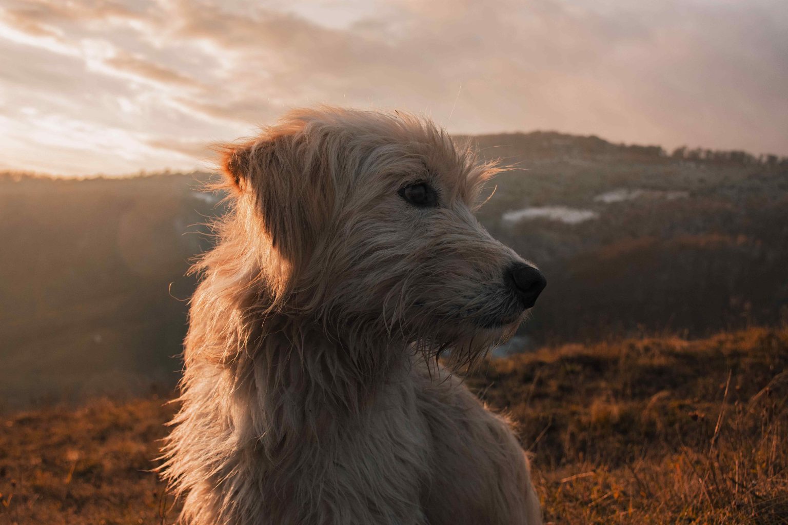 Dutch Dog Breeds - UK Pet Guide
