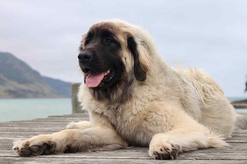 Leonberger by a lake