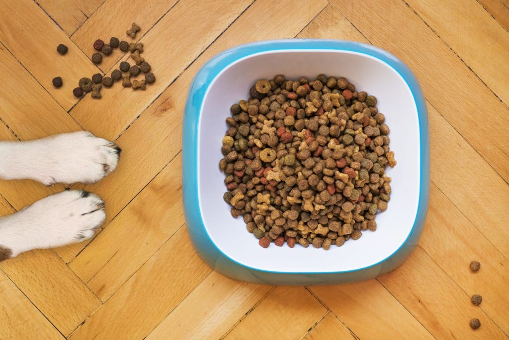 Overhead Shot of dry Dog Food in a White and Blue Bowl
