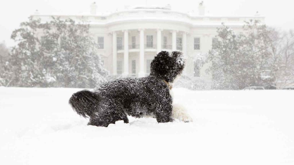 Portuguese Water Dog at The White House