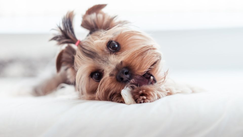 Yorkshire Terrier Eating Treats in Bed