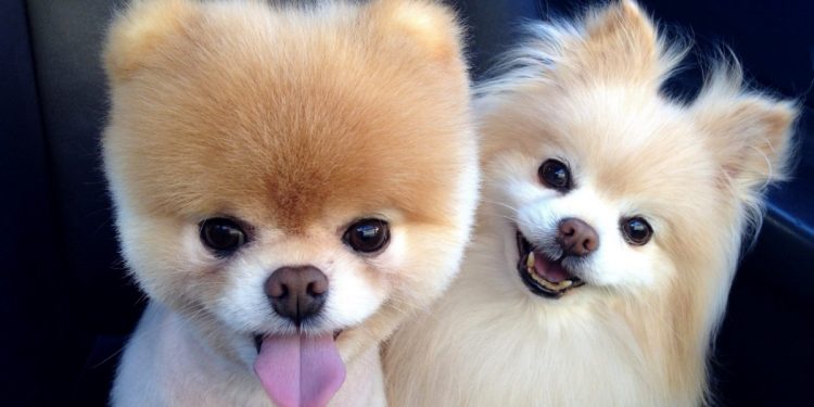 pomeranian boo and his friend