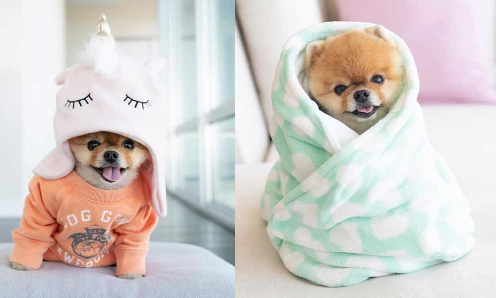 two photos of jiffpom side by side
