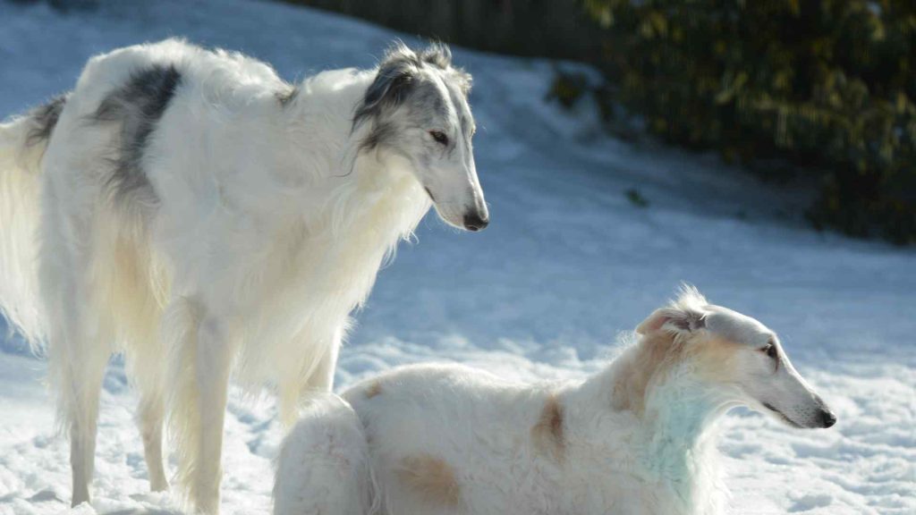 Borzoi dogs in snow
