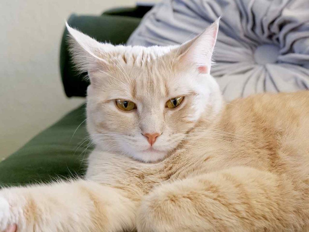 Dilute orange tabby cat