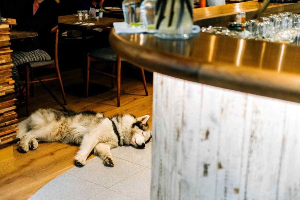 Dog asleep in restaurant