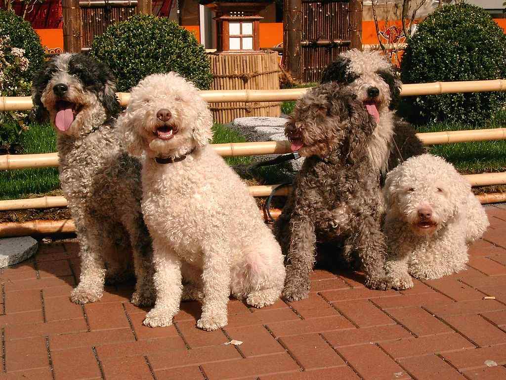 Group of Spanish Water Dogs