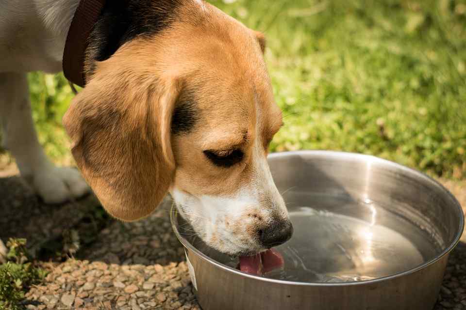 beagle dog drinking from a water bowl