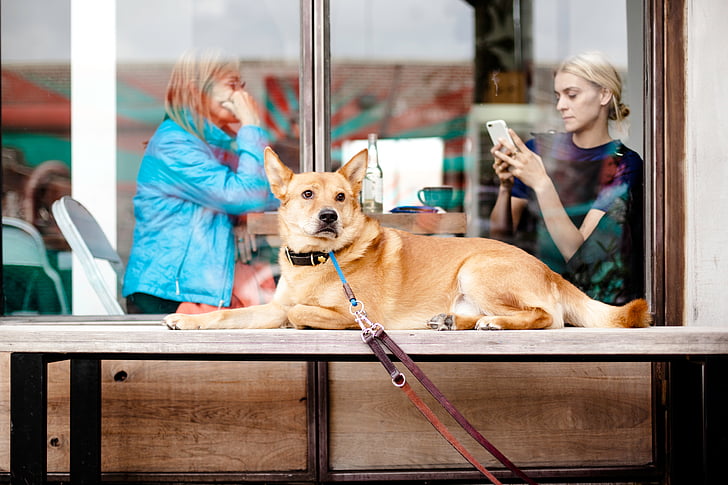 dog on a lead sitting outside restaurant