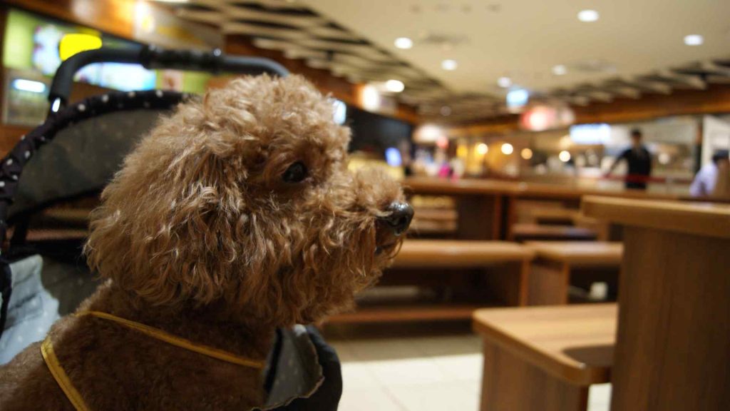 poodle dog sitting in restaurant