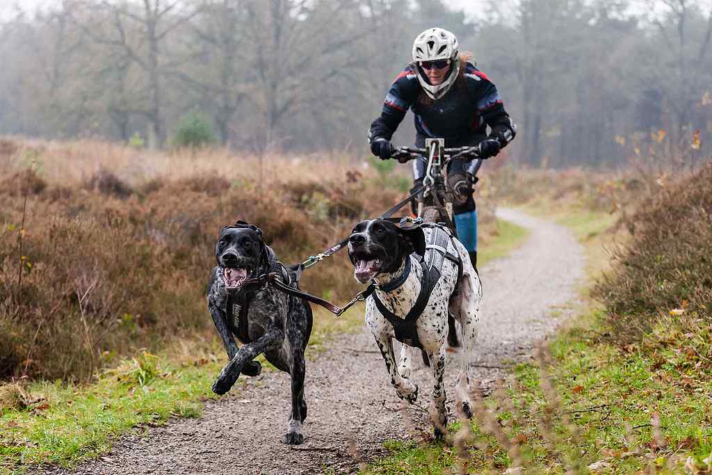 two Greyster dogs running with a person on a bike