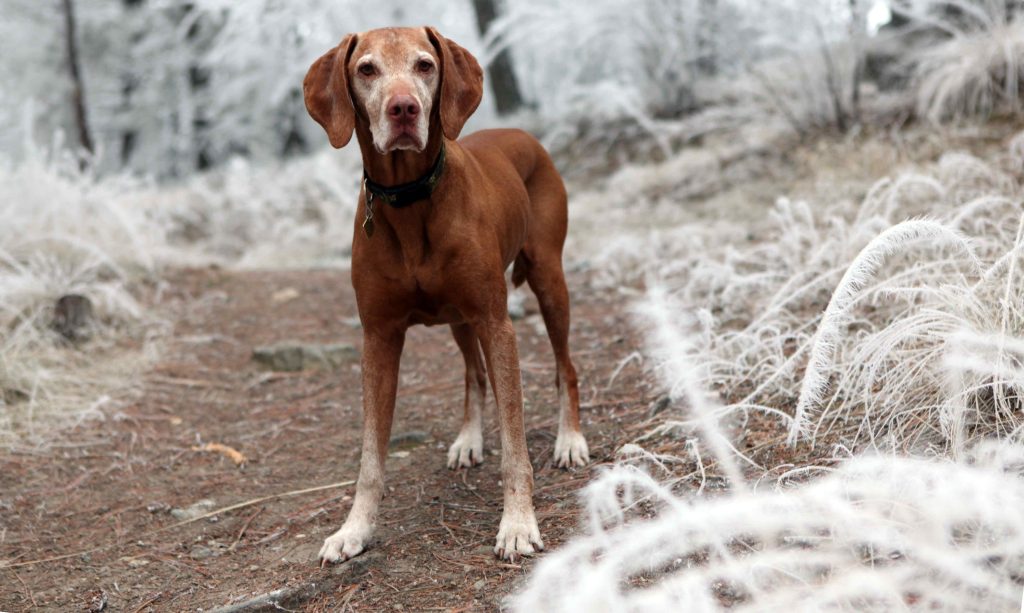 Brown hound dog in frosty forest