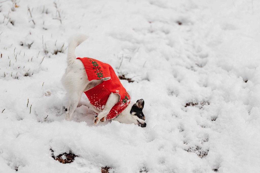 Dog in a Sweater Playing in Snow
