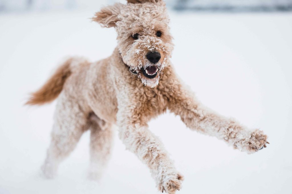 Labradoodle Running in Snow