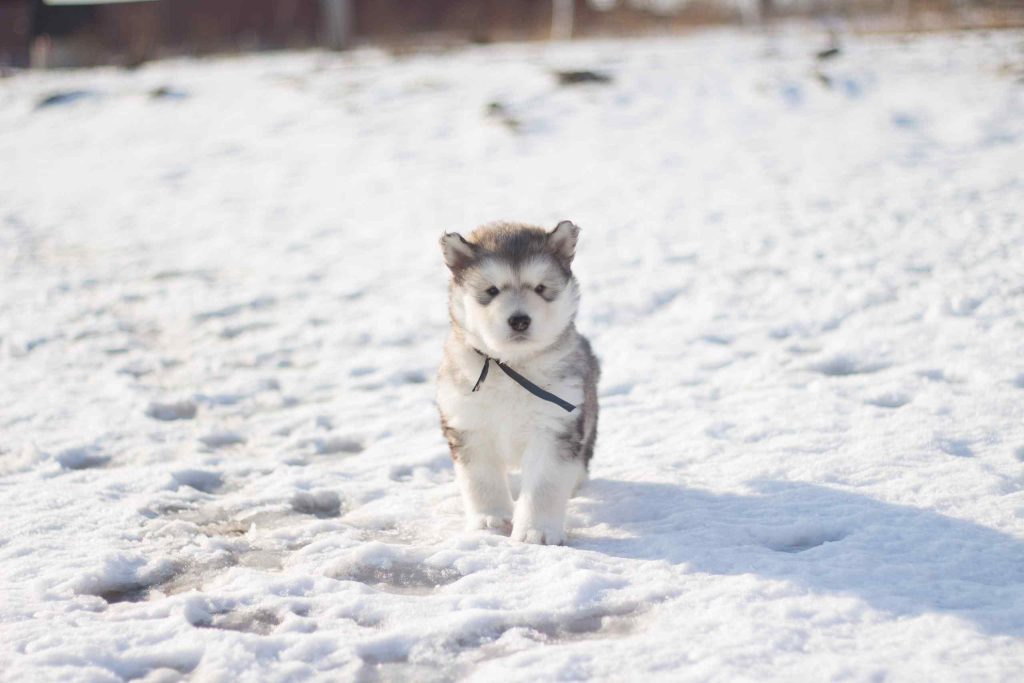 White and Black Siberian Husky Puppy on Snow Covered Ground