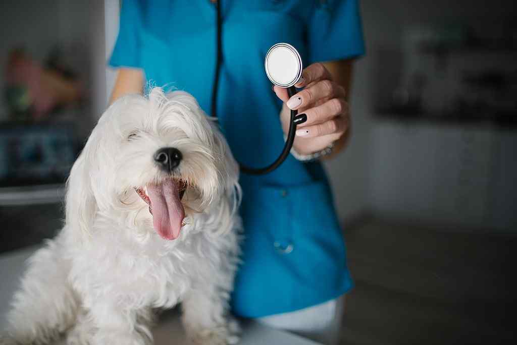 white fluffy dog at vet
