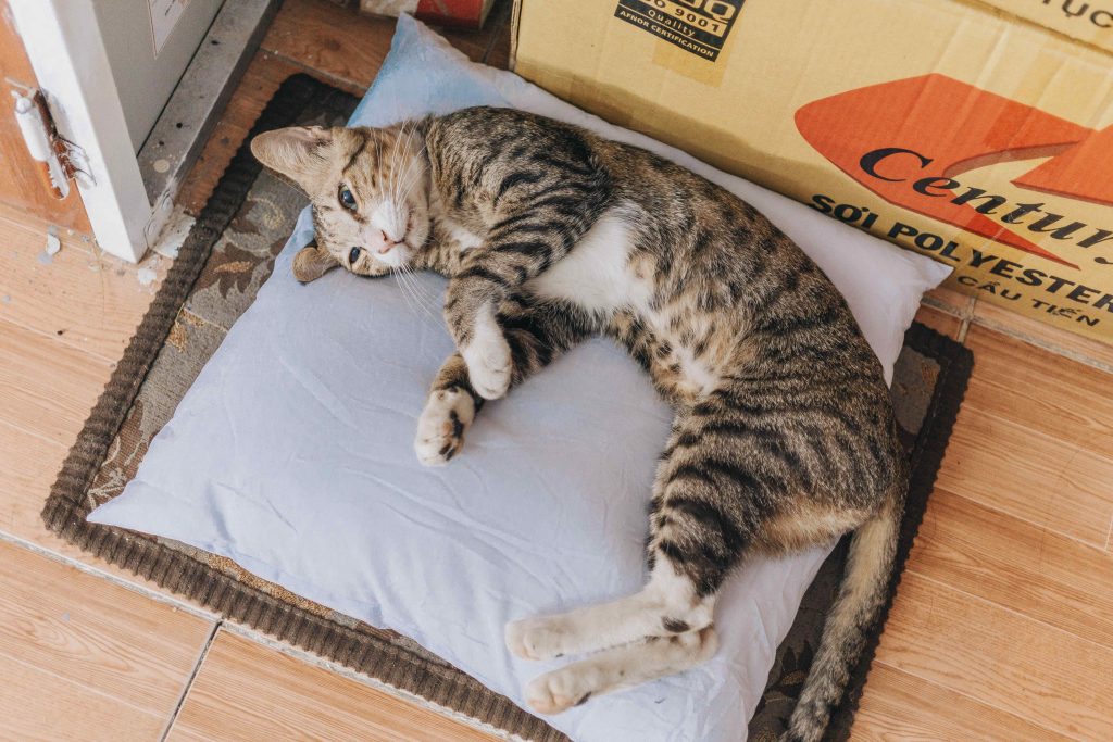 Brown Tabby Cat Lying on Grey Throw Pillow