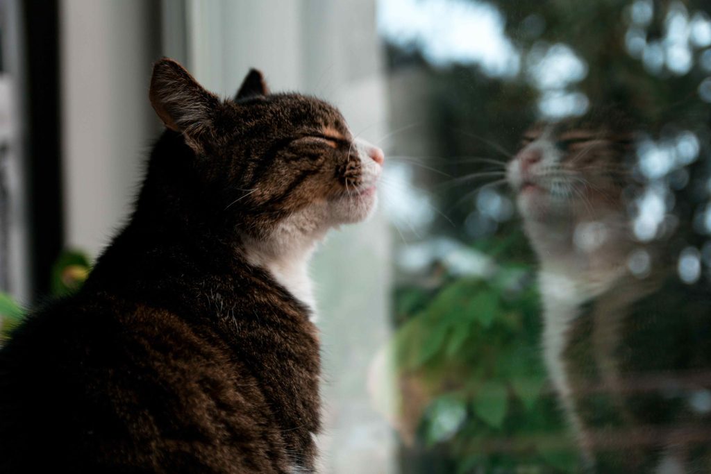 Selective Focus Photography of Brown Tabby Cat Standing Against Glass Window