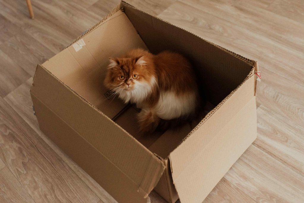 White and Orange Cat in Brown Cardboard Box