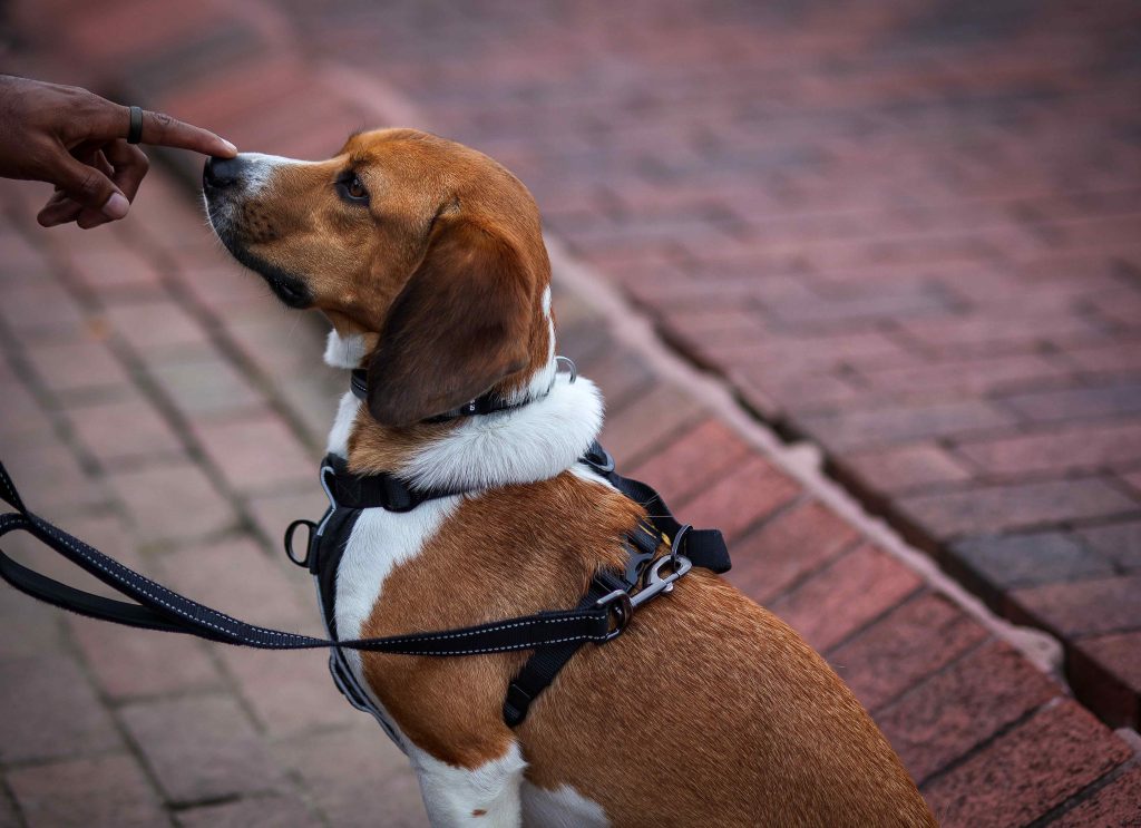 A Beagle on a Lead Sitting on the Path
