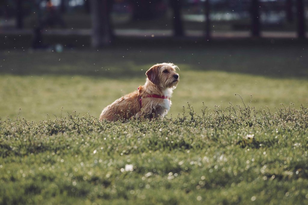 A Small Light Brown Terrier Dog on a Grass Field