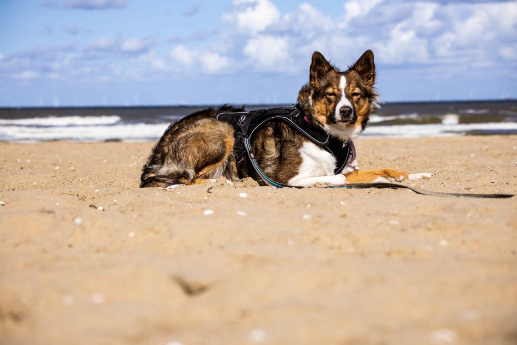Dog in Harness Lying on the Beach