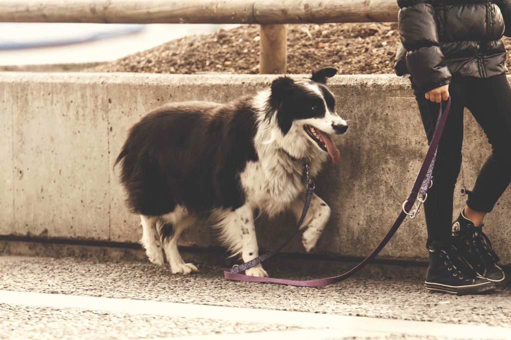 Person Holding Pet Dog Lead While Standing on Concrete Road by sea