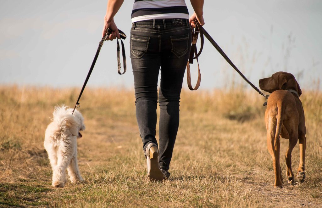 person walking dogs in a field