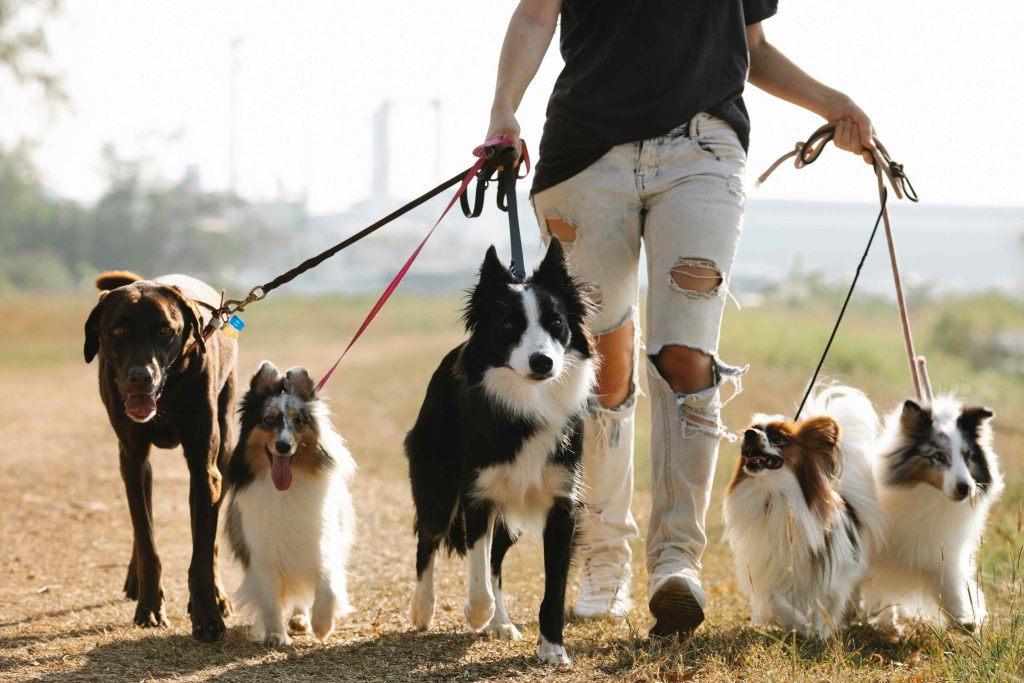 woman walking dogs on leads in countryside