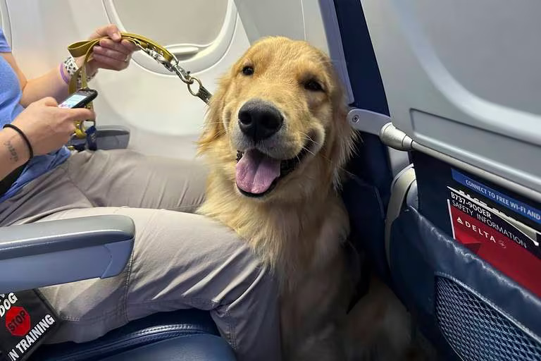 happy dog sitting on plane