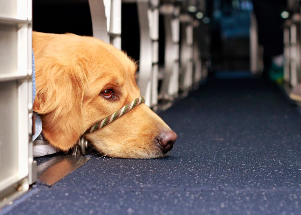 labrador retriever dog on a plane
