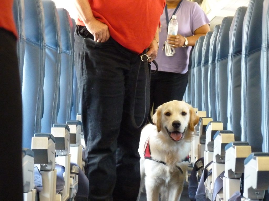 retriever dog on a plane