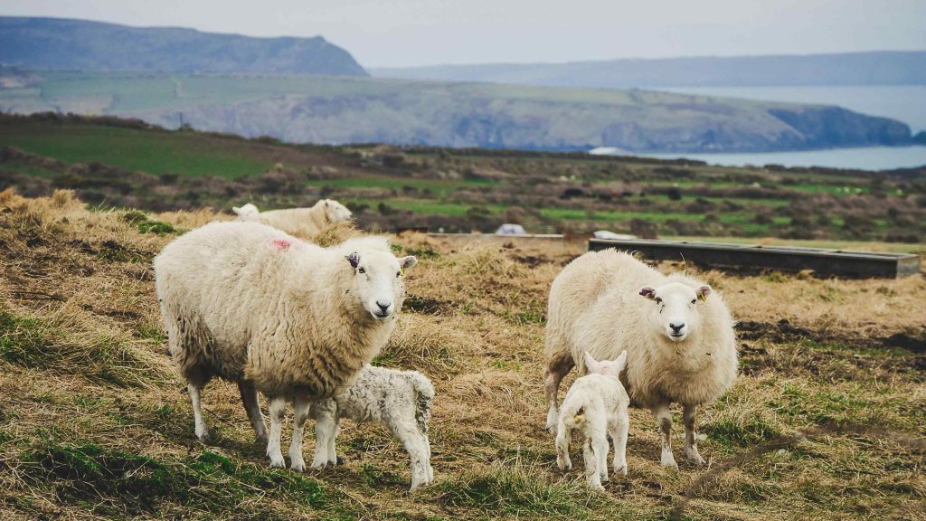 Photo of Mother Sheep and Their Lambs on a Field