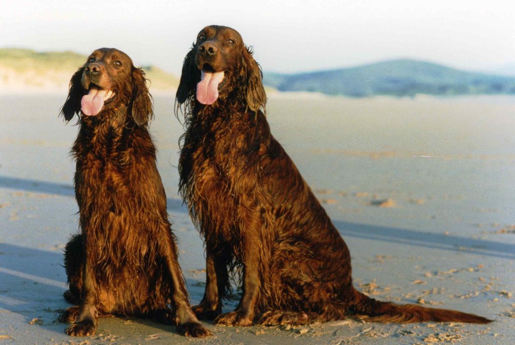 two Irish Setter dogs