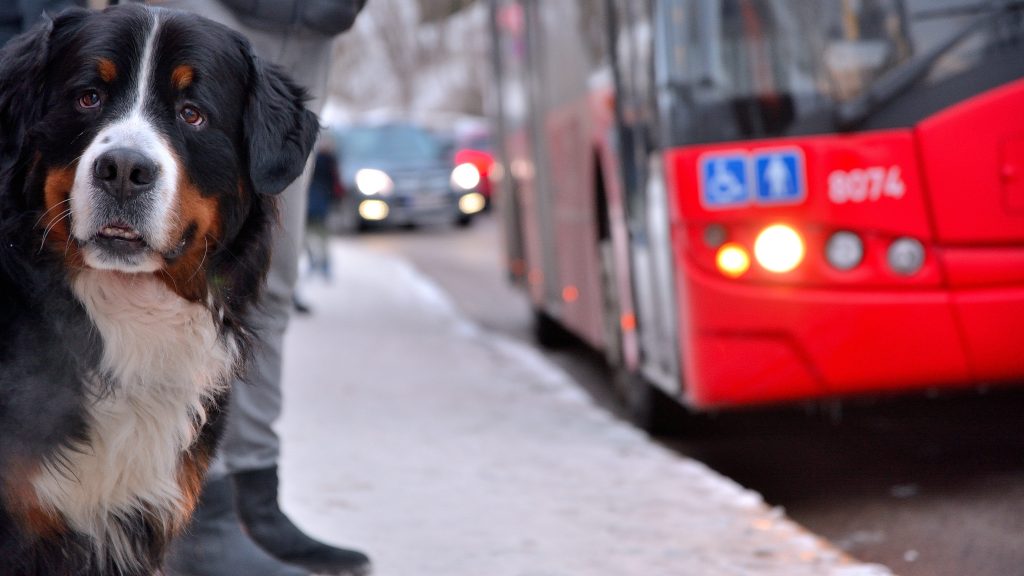 a dog standing by a red london bus
