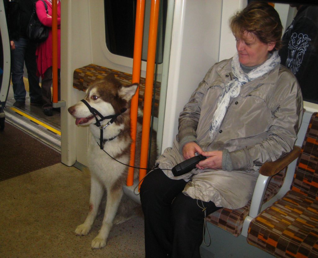 husky on the tube